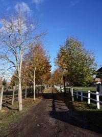 Apres le confinement, place à prendre au écurie en pension pré ou paddock/box