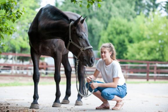 Pensions pour chevaux et poneys, Louviers (27)