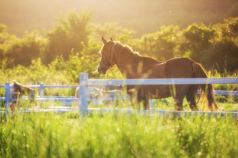 Pensions pour chevaux et poneys, Louviers (27)